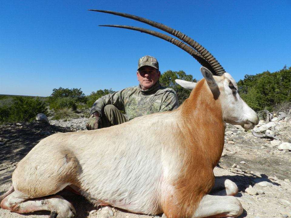 Scimitar-Horned Oryx Scimitar-Horned Oryx